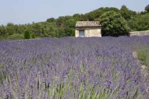 Provence Dreams Tour - Wine Vacation